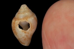Cultural Exchange Between Neanderthals and Humans: Key Artifacts Revealed