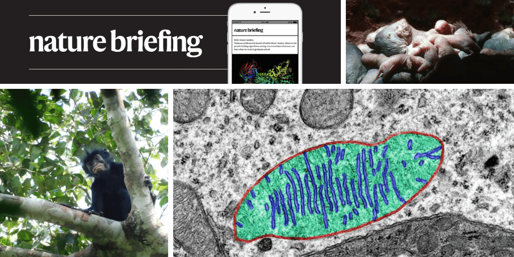 Daily Briefing: How Naked Mole Rat Queens Utilize Scent for Survival Advantage