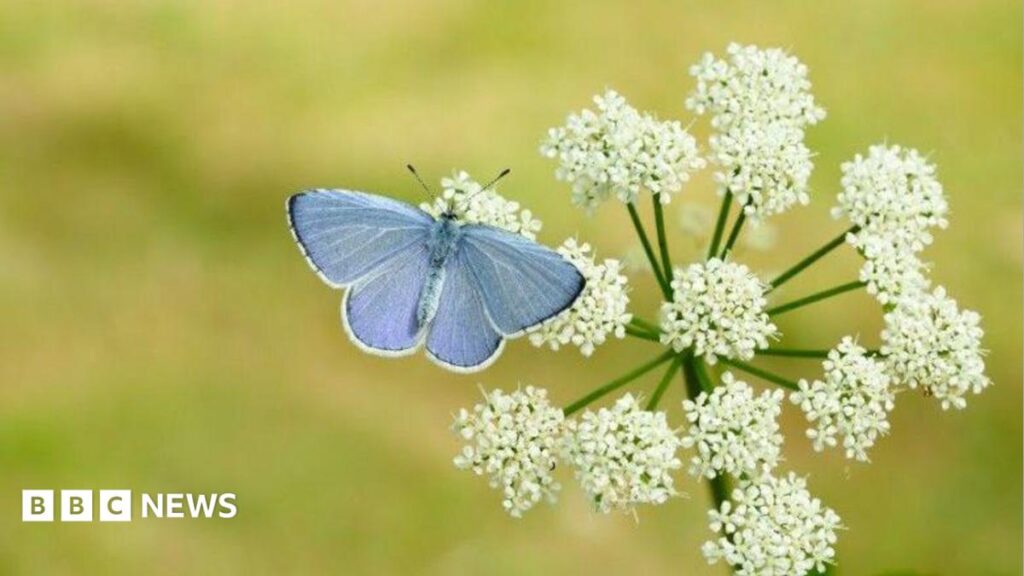 Devon Expert Predicts Butterfly Boom in Britain Following Hot Spring Weather