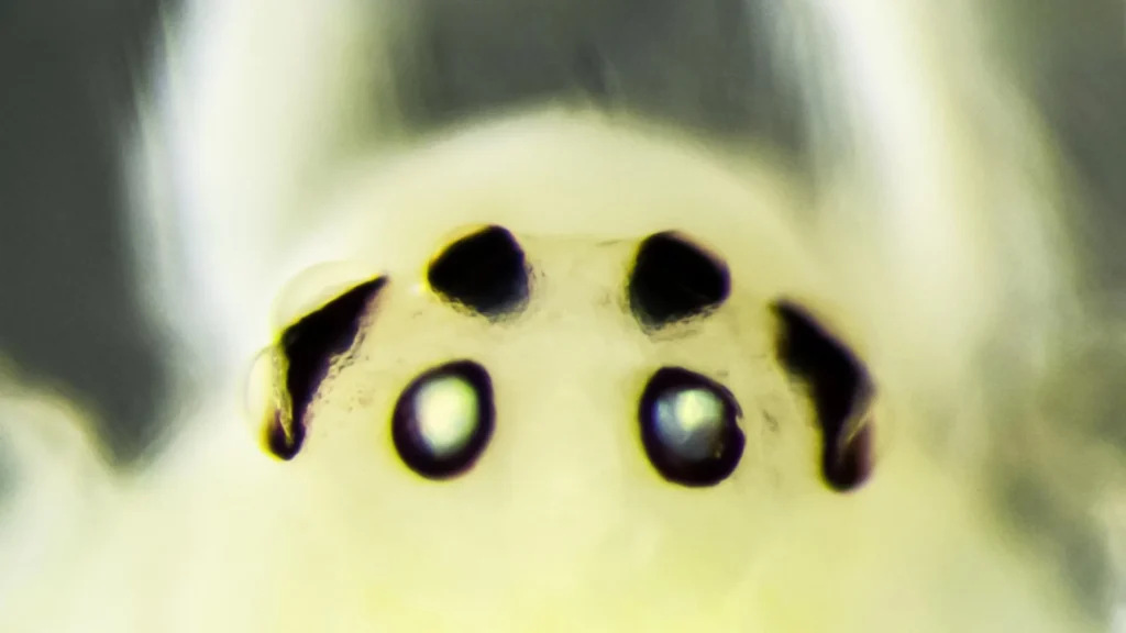 Discover Hawaii’s ‘Happy-Faced’ Spider and Its Unexpected Relatives