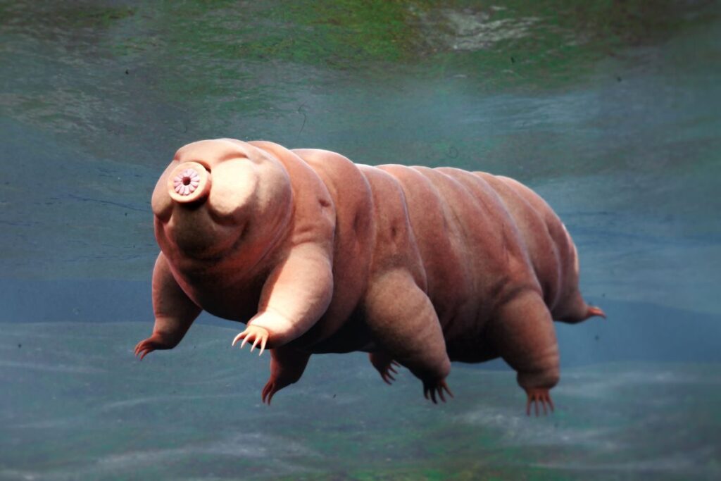 Discover How Tardigrades Can Stop Aging: My Journey into These Fascinating Creatures