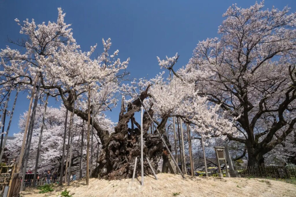 Discover the Hidden Wonders of Wood: A Thought-Provoking Exploration