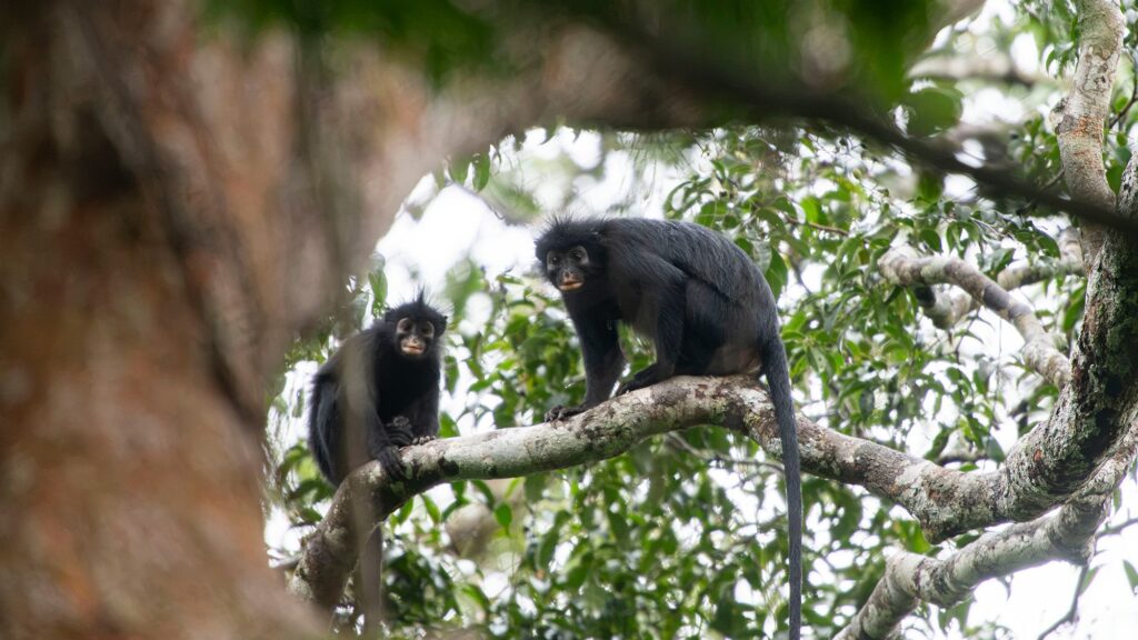 Discovering a New Species: The Roaring Orange-Lipped Monkey of the Congo Rainforest