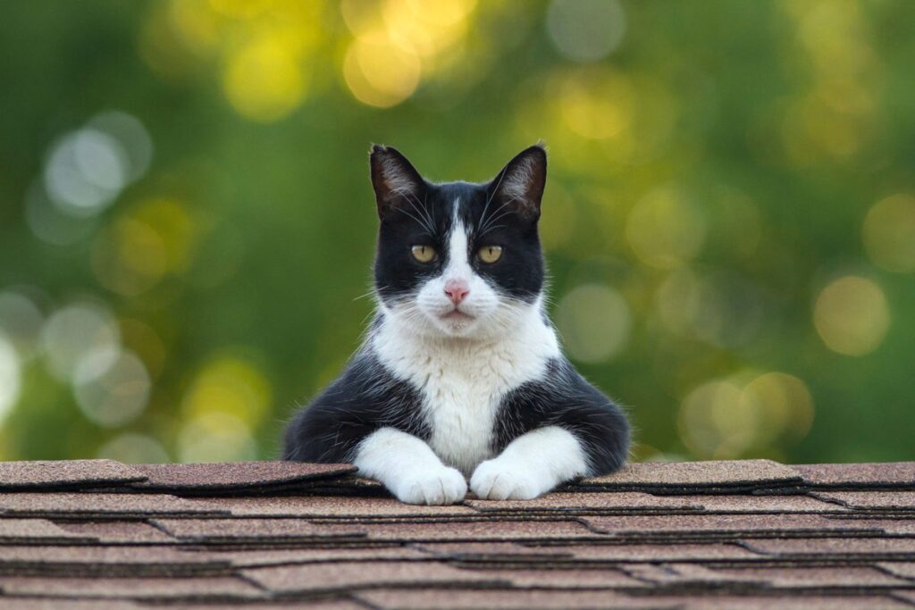 Do Cats Really Help Humans in Need? Expert Test Reveals Shocking Results