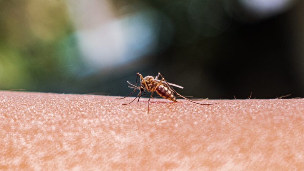 Enhanced Monitoring Crucial for Disease Prevention as Mosquito Population Expands