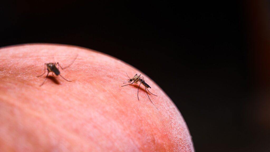 Experts Reveal Why Malaria is Resurging Near Amazon Dams After Near Eradication