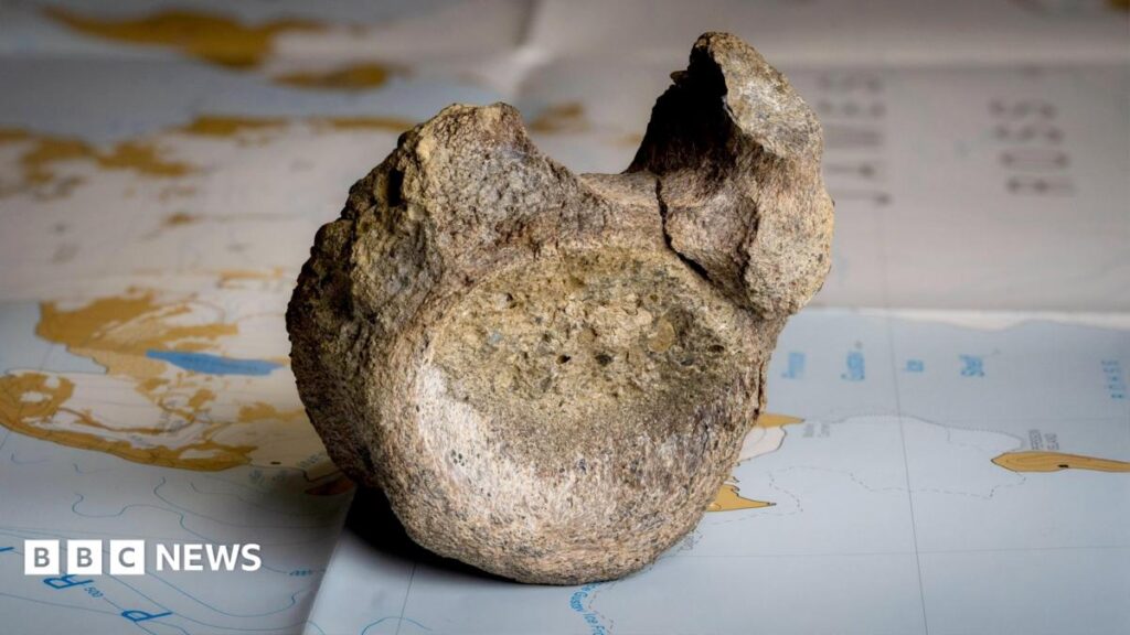 First Dinosaur Bones Discovered in Antarctica: A Groundbreaking Find