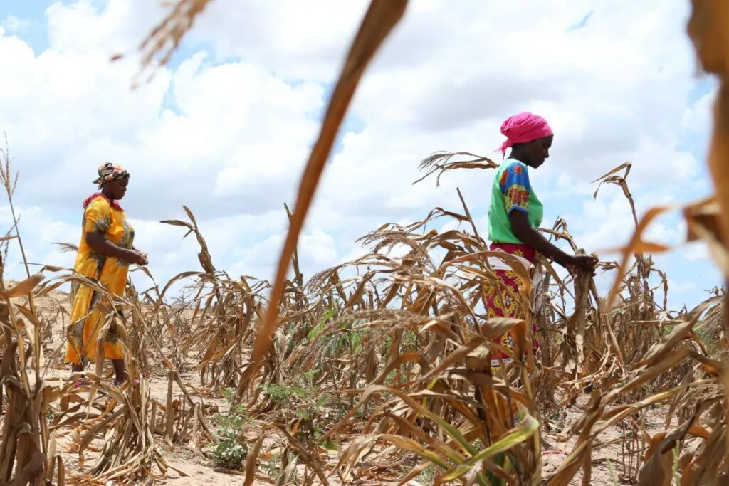 Global Warming: Over $20 Billion Annual Crop Losses and Their Rising Impact