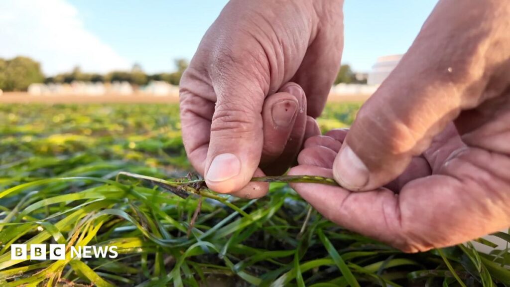 How Seaweed Seed Harvesting Can Combat Climate Change