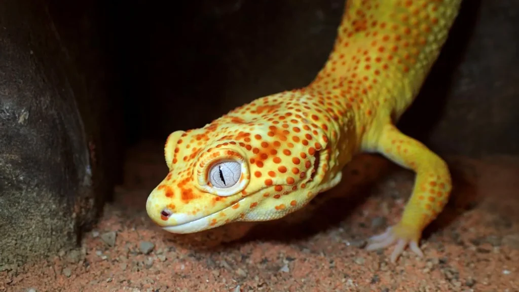 How This Pet Gecko Could Unlock New Insights in Cancer Research