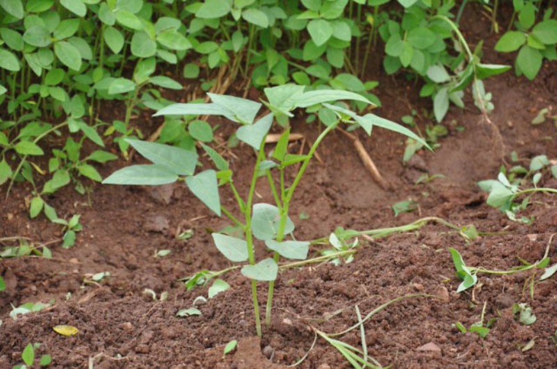 How Viruses Enhance Nitrogen Acquisition in Plants – Sciworthy