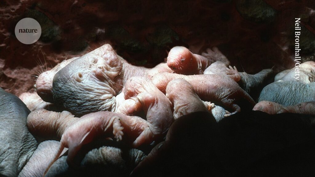How the Naked Mole Rat Queen Prevents Rival Breeding: Secrets of Reproductive Control