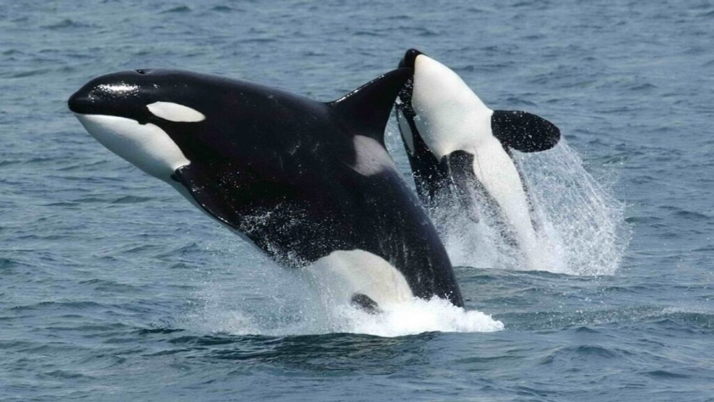 Killer Whales Collaborate to Attack and Explode Sunfish: A Dramatic Marine Encounter