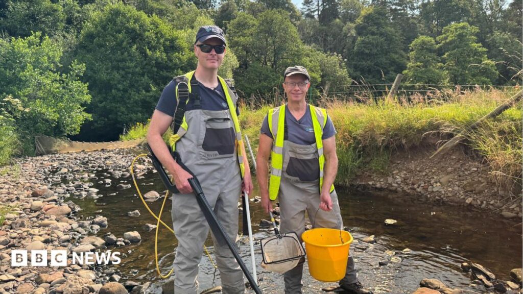 Longtown Weir Demolition: Protecting Endangered Eel Species
