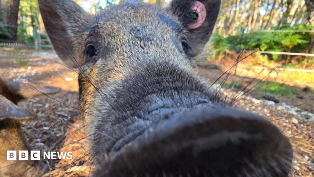 Mangalitsa Pig Revitalizes Brownsea Island Heathland: A Cheeky Restoration Effort