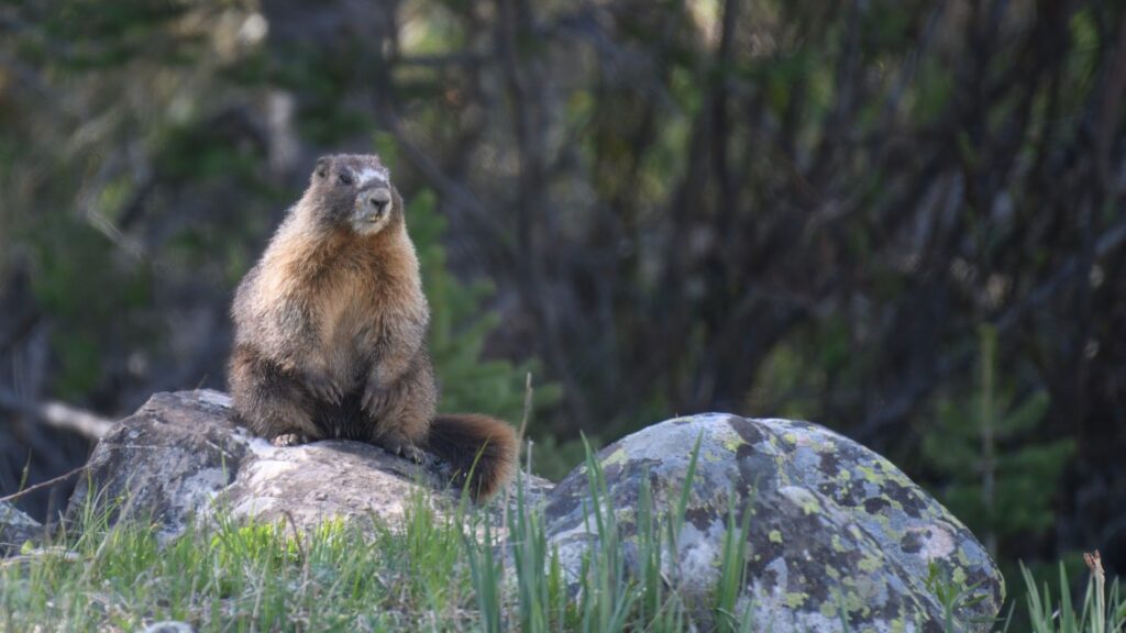 Marmot Joins OnlyFans: Researchers Turn to Creative Funding Methods Amid US Budget Cuts