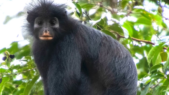 New Monkey Species Discovered in the Democratic Republic of Congo by Scientists