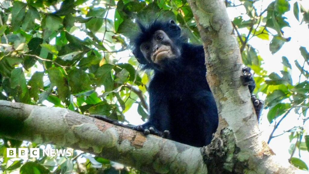 New Monkey Species Discovered with Unique Orange Lips in the Forests of the Democratic Republic of Congo