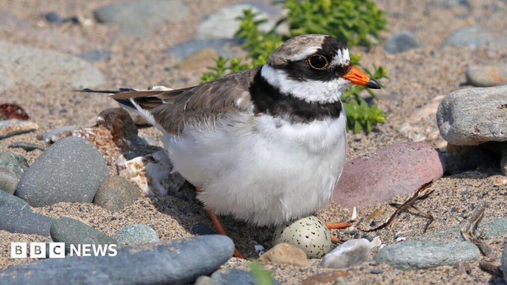 New Nature Reserve on Manx Island Launches During King’s Visit
