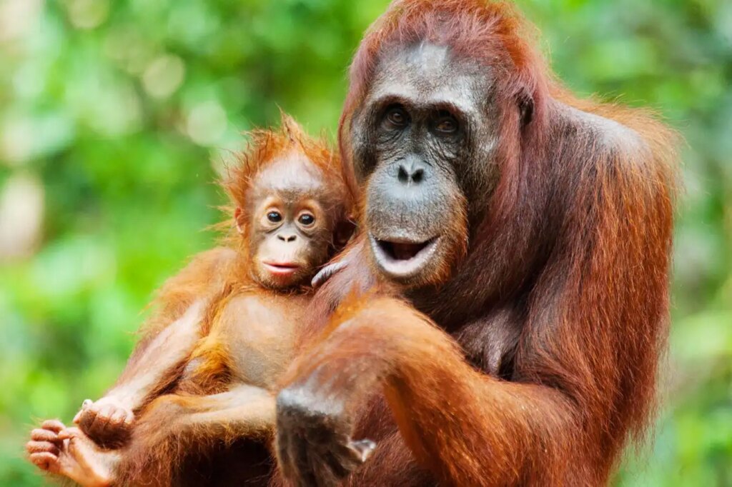 Orangutan Mother Organizes Play Date for Her Baby: Heartwarming Moments in the Wild