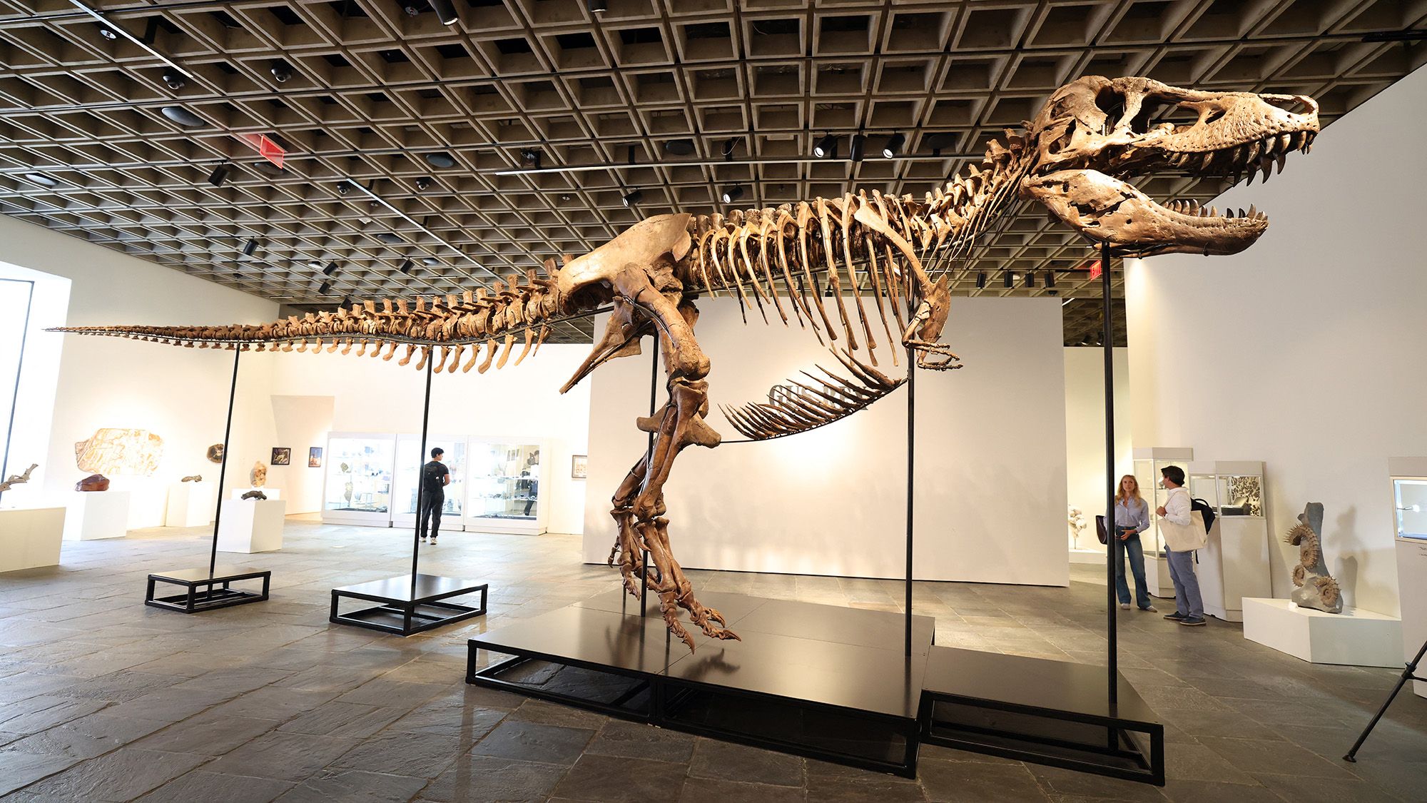 Record $50 Million Sale: Tyrannosaurus Rex Joins Luxury Collectibles Market – Implications for Science