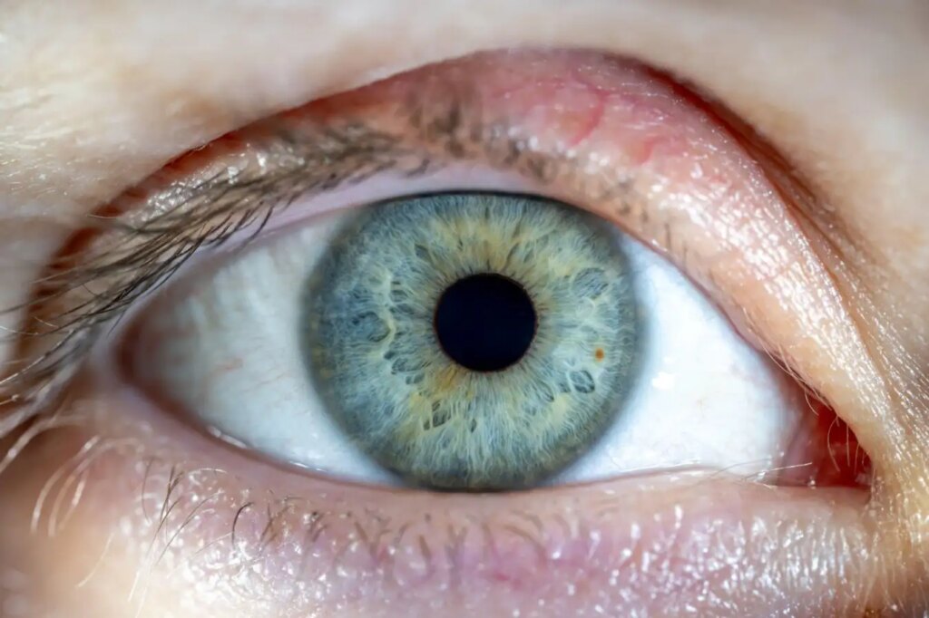 Revived Human Retinas Show Light Response 10 Hours Post-Mortem