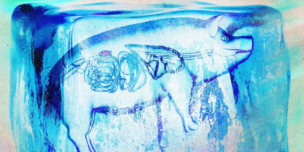 Revolutionary Results: Supercooled Kidney Transplants in Pigs Show Promise for Organ Donation