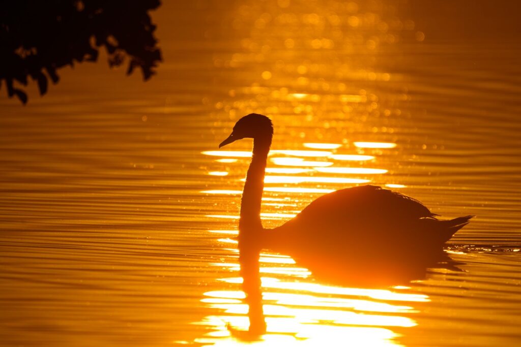 Rising Temperatures: How Heat Waves Trigger Confusion and Aggression in Animals and Humans