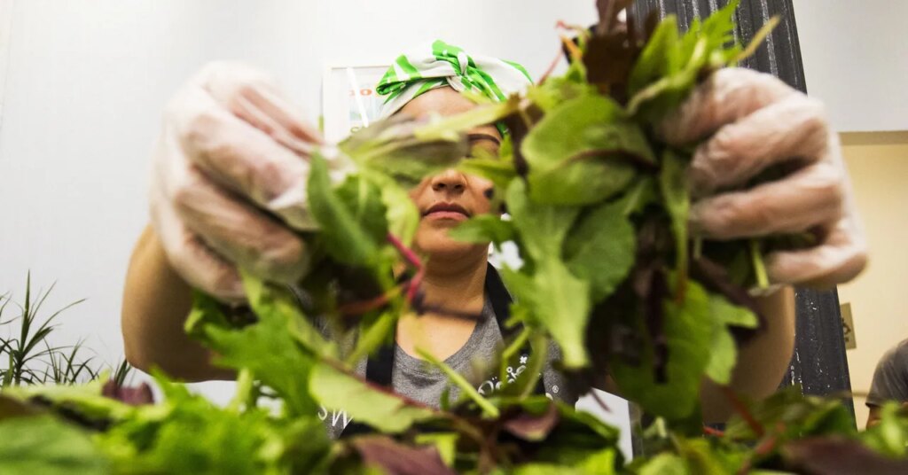 Salad Chains Experience Decline in Customer Traffic Amid Cyclosporosis Concerns
