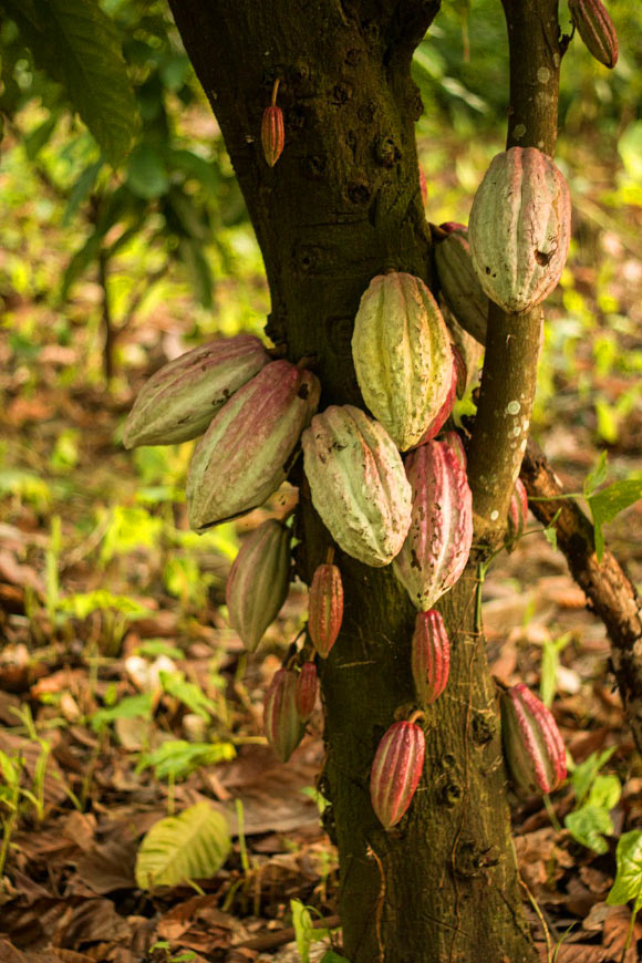 Scientists Uncover Four New Genetic Strains of Cacao in Peru: A groundbreaking Discovery