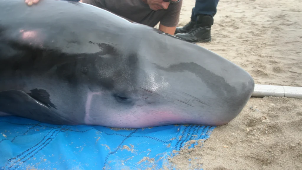 Scientists Uncover Mysterious Bacteria Inside the Ocean’s Most Elusive Whale