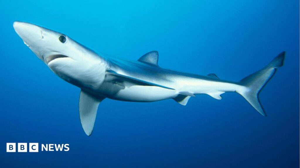 Shark Scientist Secures £1 Million Funding for Shark Conservation Efforts
