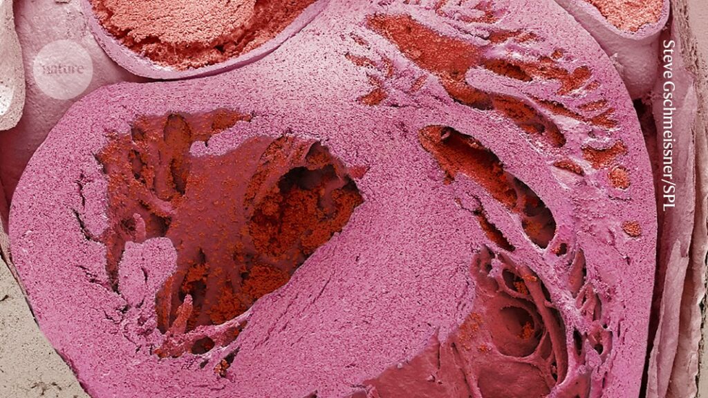 The Heart’s ‘Small Brain’: How It Shields Us from Stress