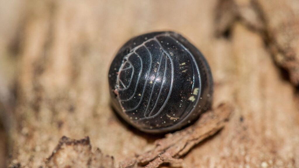The Roundest Animal: Discover Nature’s Most Spherical Creatures