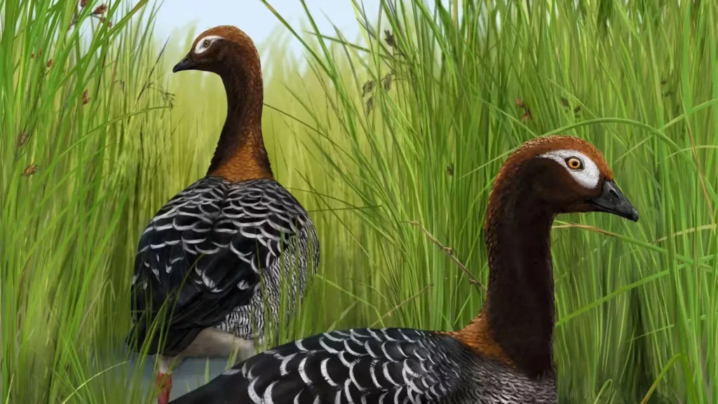 Uncovering New Zealand’s Giant Birds: Rare Goose Fossil Redefines Their History