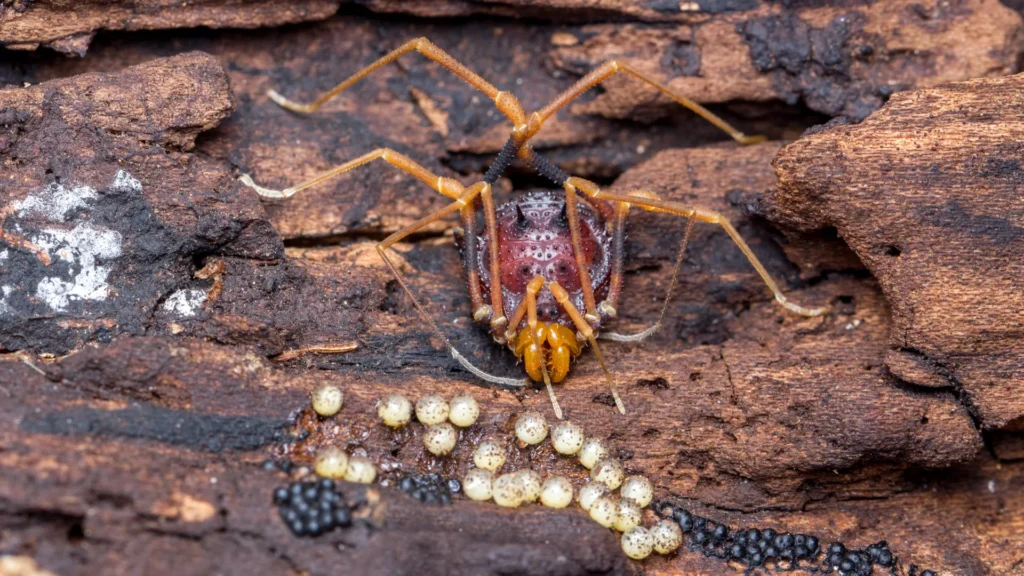 Uncovering Surprising Origins: How a Spider-like Creature Reveals a Father’s Hidden Heritage