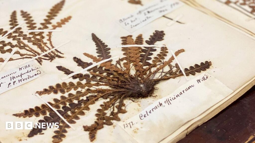 Uncovering the Hidden Time Capsule of UK Biodiversity