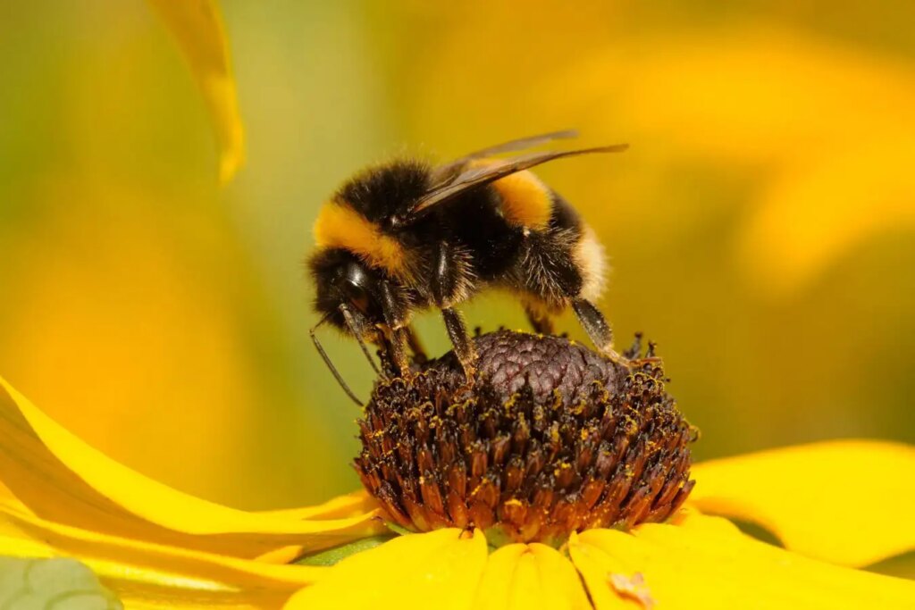 Understanding Bumblebee Behavior: What Their Facial Movements Reveal About Their Inner Lives