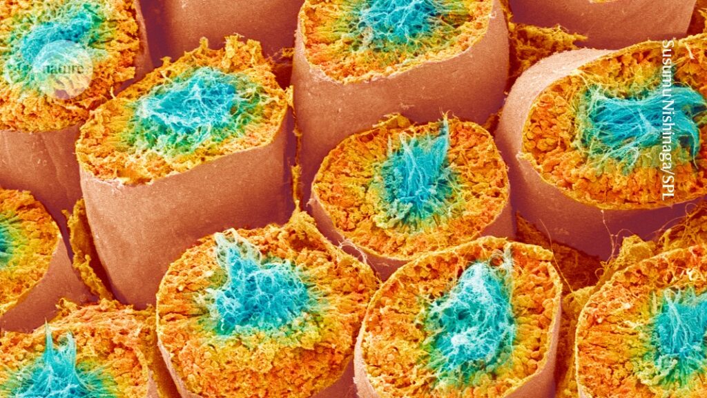 Understanding Sperm Recovery After Testicular Tissue Transplant: Insights from Scientists