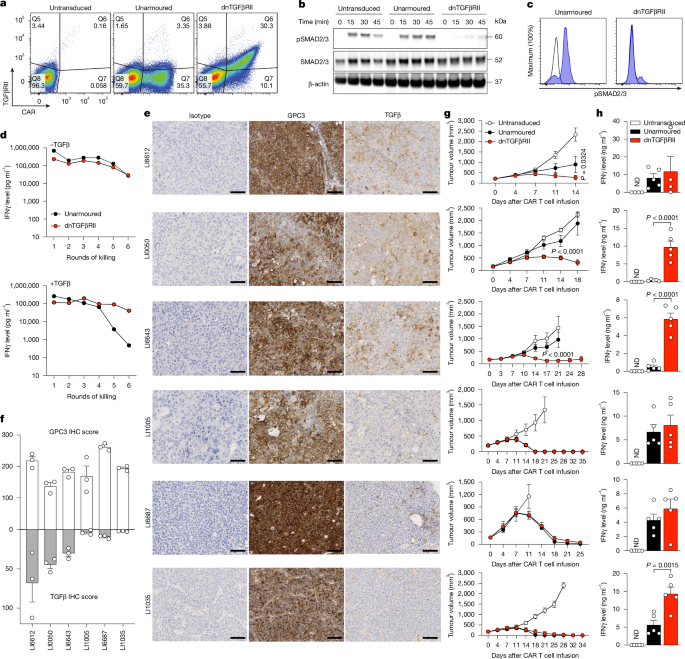 Unlocking Potential: GPC3-Targeted dnTGFβRII Armored CAR T Cells for Effective Hepatocellular Carcinoma Treatment