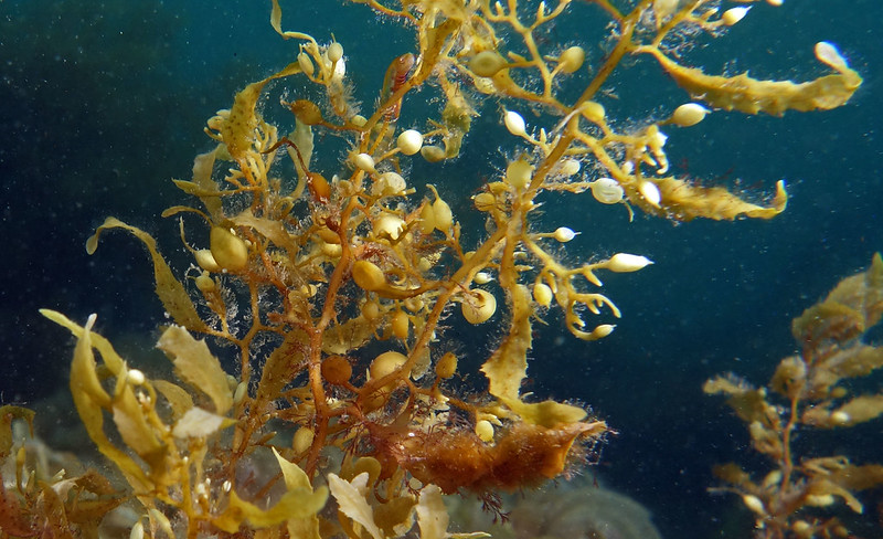 Unlocking Precious Metal Recovery through Seaweed: A Sciworthy Exploration