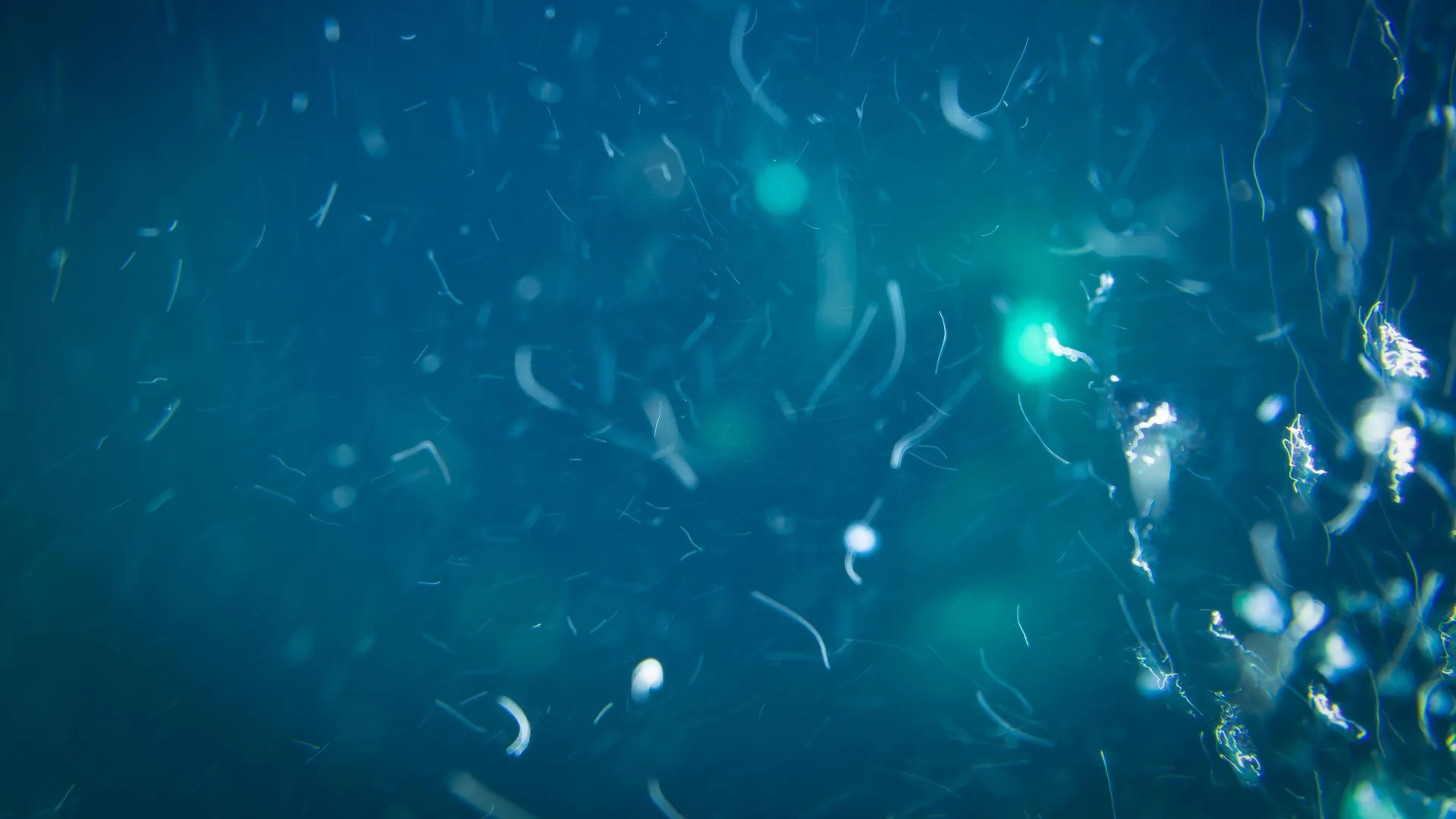 Unveiling the Secret Food Source of Deep Sea Creatures: What Scientists Never Expected