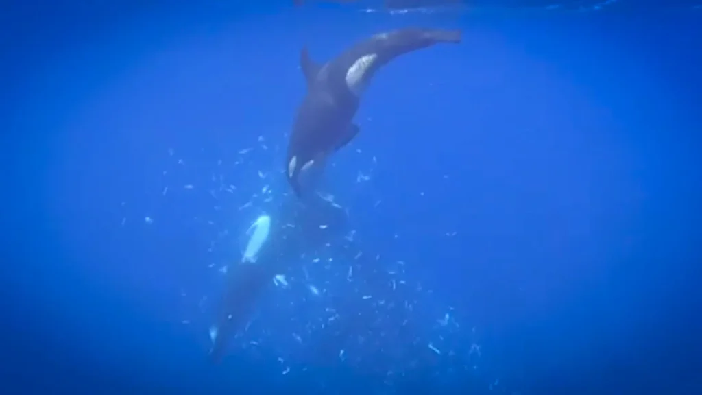 Watch Killer Whales Dismember Giant Sunfish: Stunning Footage Revealed