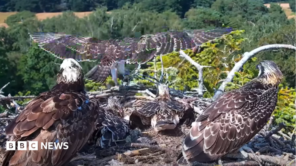 Watch One of Four Young Ospreys Soaring Near Poole Harbour