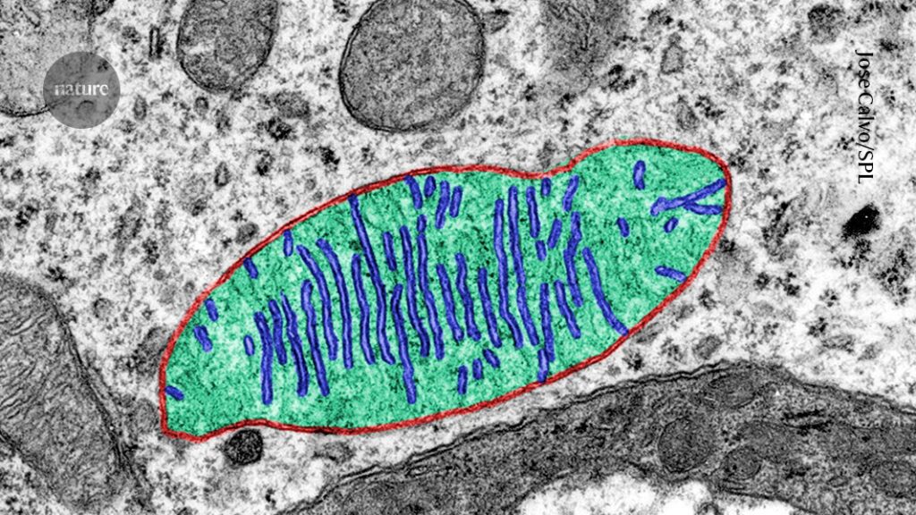 Why Astronauts’ Bodies Become Weak: Insights from Space Station Research on Mitochondria