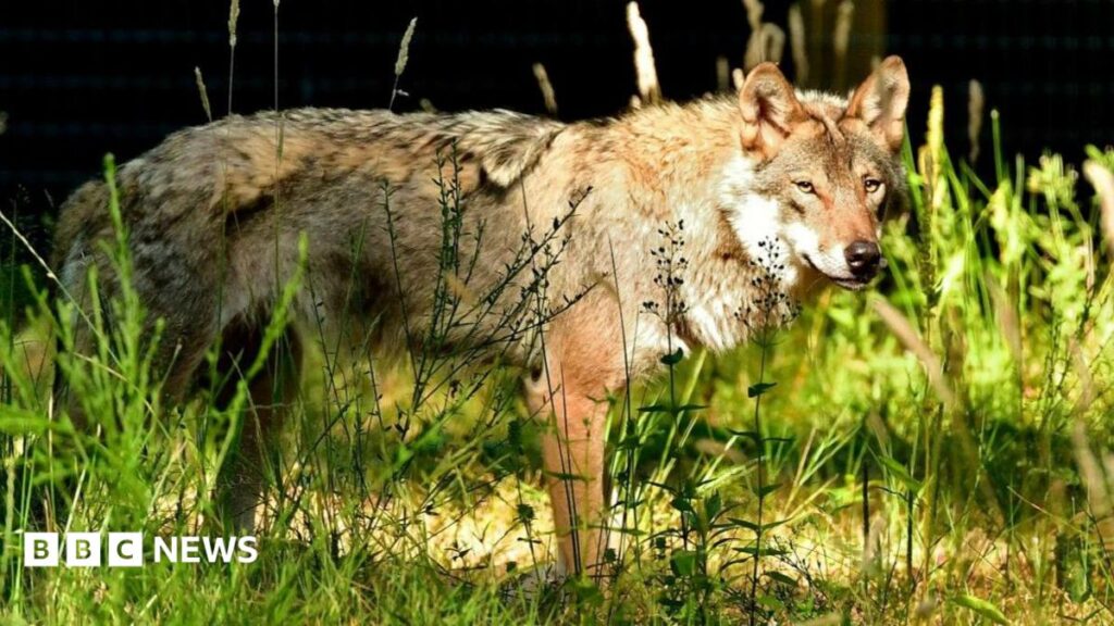 Wolves Return to Hampshire Park Two Years After Pack’s Death