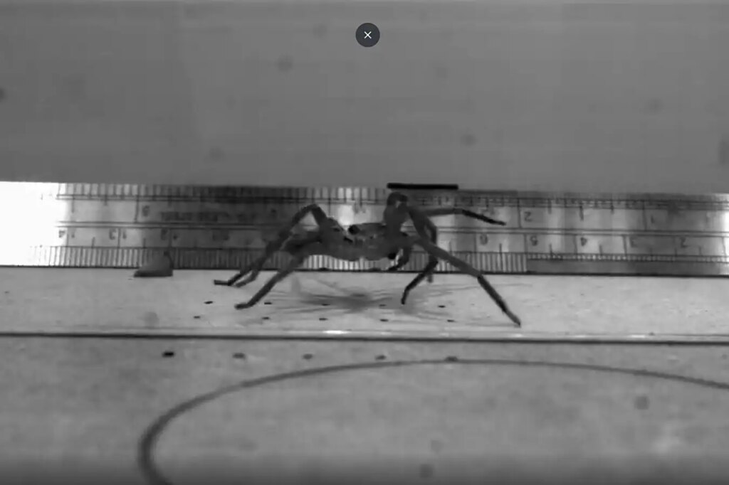 World’s Fastest Spider Breaks Records with Speeds Exceeding 3.5 Meters Per Second