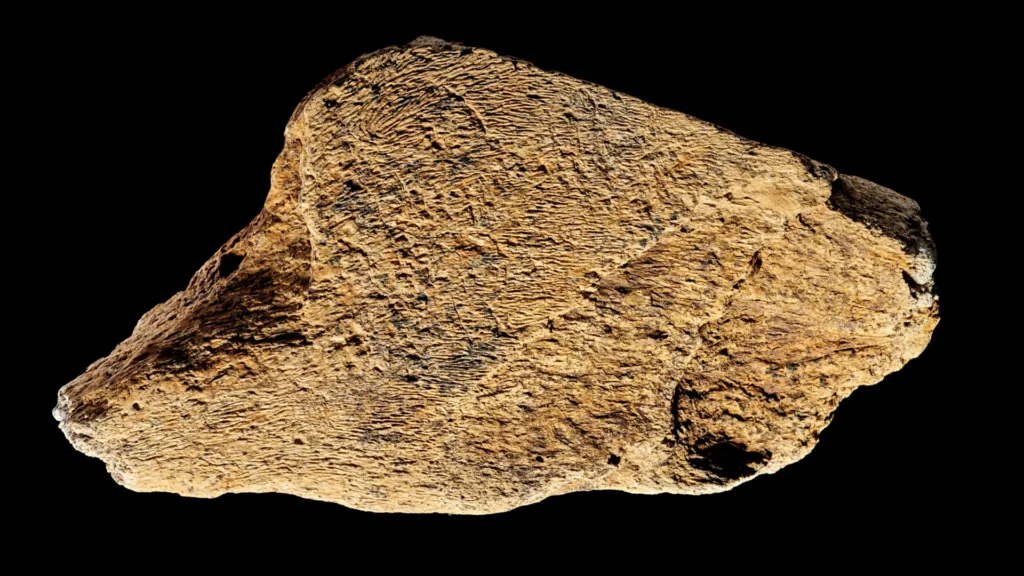 500,000-Year-Old Elephant Bone Hammer Reveals Ancient Humans Were Master Toolmakers