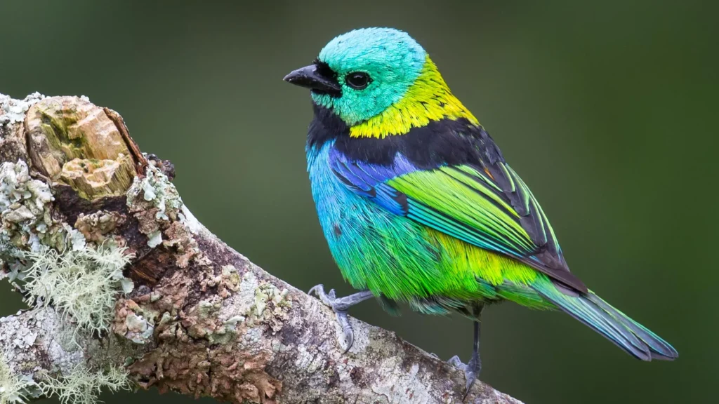 AI Reveals Rapid Bursts of Evolution in Bird Species