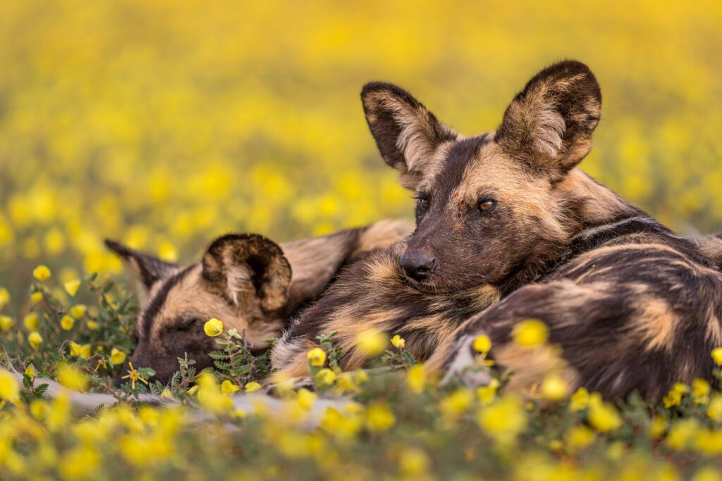 African Wild Dogs: Why They’re Hated and How Conservationists Are Saving Them